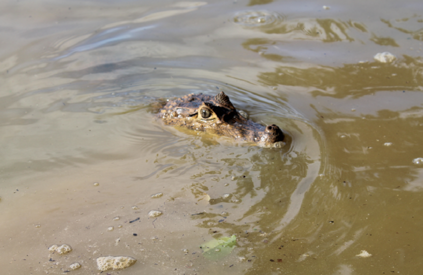 Découverte choquante... Des animaux envahissent les systèmes d'égouts en Floride !