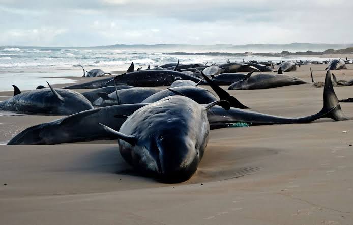 Des fausses orques échouées sur une plage en Tasmanie, Australie