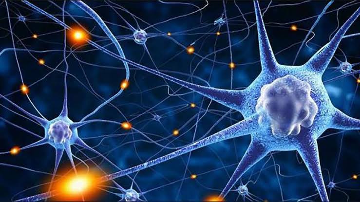 Identification des neurones responsables de la sensation de satiété