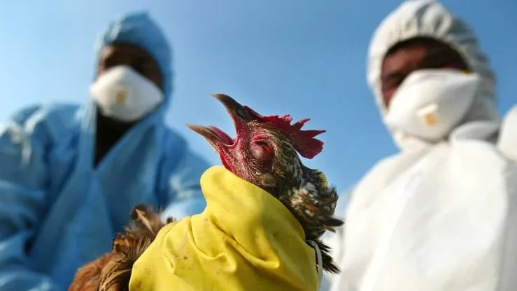 Japon : confirmation à Hokkaido du premier foyer de grippe aviaire de la saison