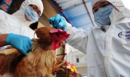 L'Australie confirme le premier cas de grippe aviaire de souche H5N1 sur son sol
